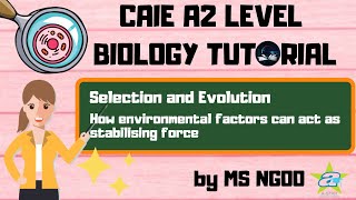 BIO How Environmental Factors Can Act As Stabilising Force  Selection and Evolution [upl. by Rochester]