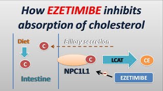 How Ezetimibe works  cholesterol absorption inhibitor [upl. by Forcier]