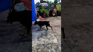 Franky nahane k baad super active ho jata hai doglover petlovers funny shorts [upl. by Adnolaj255]