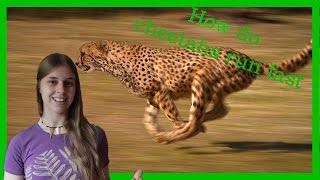 How do cheetahs run so fast [upl. by Bandur85]