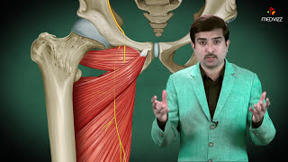 Obturator nerve Anatomy Animation  Origin Course  Innervation and Clinical application [upl. by Ninahs79]