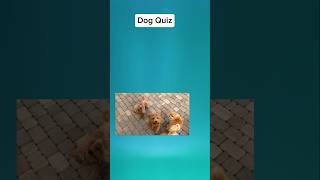 Dog Quiz [upl. by Atteselrahc]