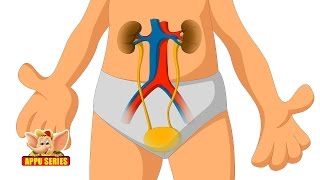 Learn Human Body  Urinary System [upl. by Norry643]