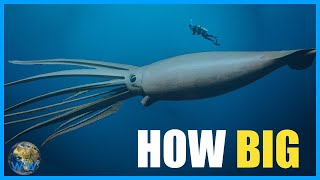 Just How BIG Are Giant Squid featSeaampMe [upl. by Gracia]