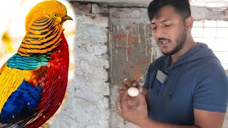 Amazing result of golden pheasant First time breed in our Aviary [upl. by Anirdnaxela]