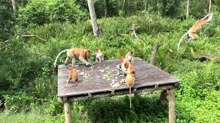 221229 Proboscis Monkey Feeding  Labuk Bay Sandakan [upl. by Madian]