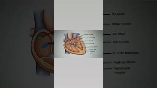 Conduction system of heart ll Quick revision of conduction system of heartheart nursingscience [upl. by Llenet119]