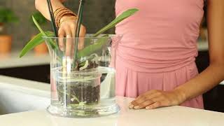 How do I water my Phalaenopsis Orchid [upl. by Barthelemy372]