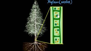 Xylem amp transpiration  Life processes  Biology  Khan Academy [upl. by Arraic93]