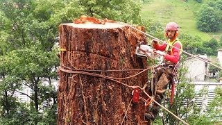 Sequoia 46 mt abbattimento controllato tree climbing controlled cut down big tree [upl. by Euqnom863]