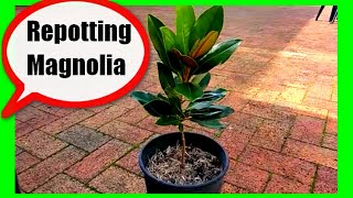 How To Repot Magnolia Tree Repotting Magnolia Little Gem [upl. by Alicul47]