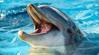 How a dolphin sees with sound [upl. by Nami]