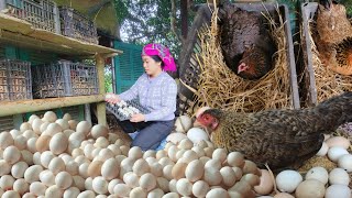 Harvesting chicken eggs and caring for chicks  Plant banana trees [upl. by Utter]