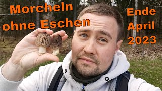 Morcheln im Nadelwald suchen und finden  Tipps [upl. by Merideth]