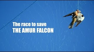 The Race to Save the Amur Falcon [upl. by Ydna]