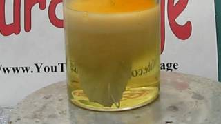 Make Silver Nitrate From Silver and Nitric Acid [upl. by Suckow342]