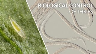 Biological control of thrips  Steinernema feltiae [upl. by Harri]