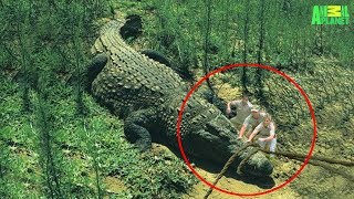 7 Largest Crocodiles Ever Recorded [upl. by Danziger]