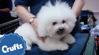 Bichon Frisé  Crufts Breed Information [upl. by Aicila735]