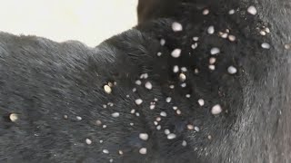 How we remove ticks from dog body [upl. by Haidebej279]