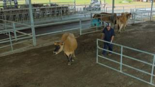 Natural Behavior in Dairy Cattle [upl. by Fabien]