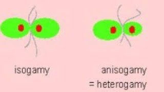 Difference Between Isogamy Anisogamy And Oogamy NEET Algae Algaereproduction [upl. by Eiduam715]