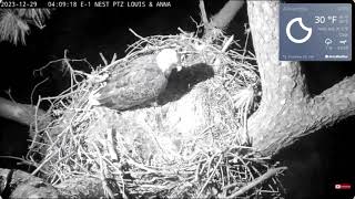 Annas difficult night bald eagle Kisatchie National Forest E1 Nest Cam [upl. by Edas]