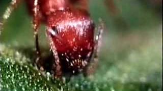 Ants Backyard Science clip [upl. by Motteo316]