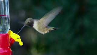 Black Chinned Hummingbird [upl. by Valora592]