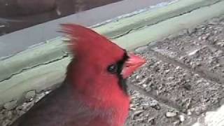 Male Cardinal Red Bird in My House [upl. by Hennebery]