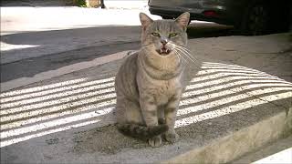 Gatto Certosino di quartiere che miagolii acuti quando ha fame [upl. by Landry]