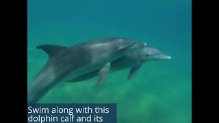 Take A Look At These Baby Dolphins [upl. by Heather]