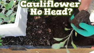 Growing Cauliflower seeds No Head see why [upl. by Tomasina]