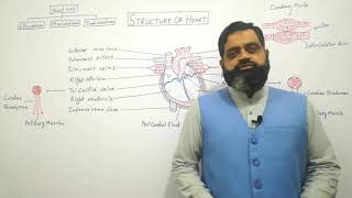 Structure of Heart Urdu Hindi medium  Prof Masood fuzail Anatomy of Human Heart  Mammalian Heart [upl. by Ehc]