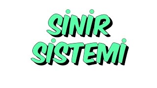 7dkda SİNİR SİSTEMİ  7Sınıf [upl. by Zaccaria]