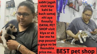 Begale best small size toy breed in india best toy breed dog Begale very Resnoble price in india [upl. by Oiruam571]