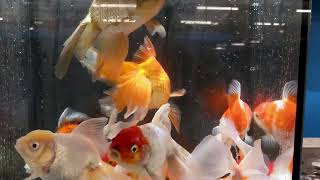 V1222485  Oranda Mix 1617 cm [upl. by Sirovart]