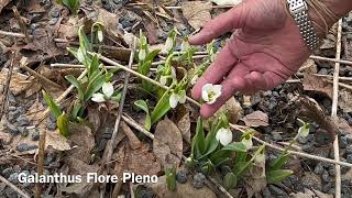 Snow Drop Galanthus Flore Pleno  Bulbs for Fall Planting [upl. by Claudius]