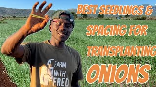 How to Transplant Onions Seedlings size needed and the best spacing to use Esd 18 [upl. by Ameluz80]