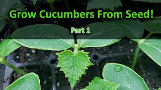 How To Grow Cucumbers Part 1  Seeding [upl. by Esinel664]