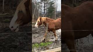 Horse and carriage ride through the woods of Vermont with the kids [upl. by Aiden]