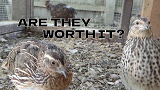 Things I Wish I Knew Before Raising Coturnix Quails [upl. by Berghoff]