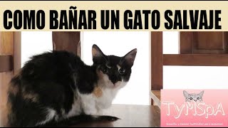 COMO BAÑAR UN GATO SALVAJE Todo lo que necesitas saber [upl. by Henden]