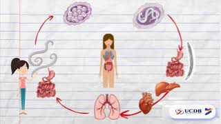 O CICLO DO ASCARIS LUMBRICOIDES  PARASITOLOGIA [upl. by Noyar]