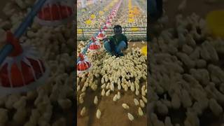 Chicks happy 😊🐥 poultry viralshorts viral shorts shortsvideo ytshorts trending chicks [upl. by Annoled]