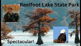 Reelfoot Lake State Park A Photographers Dream [upl. by Aisel]