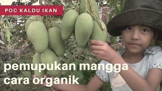 Tabulampot mangga berbunga lebat [upl. by Landry]