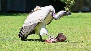 Scavengers to Superheroes International Vulture Awareness Day [upl. by Orodoet32]