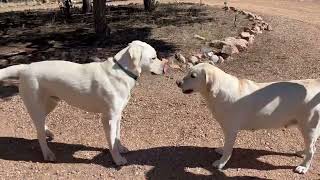 Belle Gets a Visit from her Puppy cutepuppies labrador [upl. by Underwood]