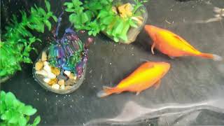 Goldfish Spawning Mating and Laying Eggs [upl. by Hatch884]